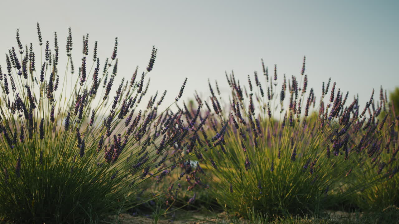 fila de arbustos de lavanda al atardecer. dolly 4k video