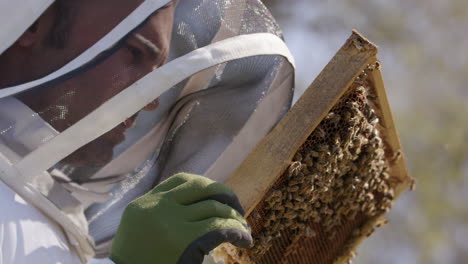 beekeeping - beehive frame inspected by a beekeeper, slow motion close up