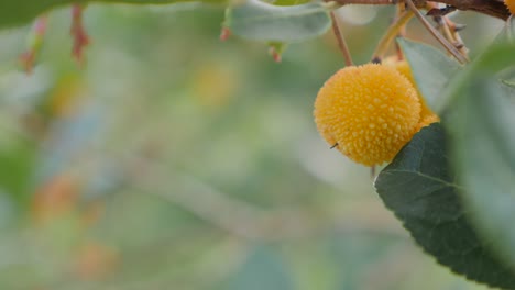 fondos títulos, desenfocado, frutos rojos, amarillo, naturaleza forestal