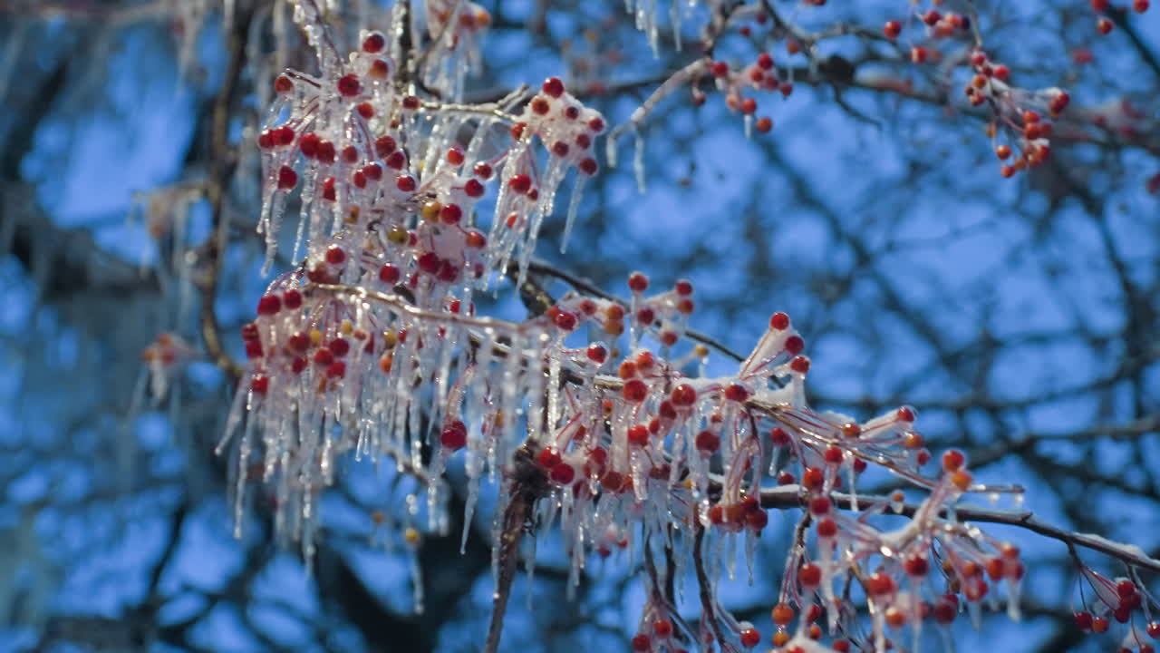 얼음에 인 은 열매의 클로즈업과 나무 가지에 반이는 얼음 어리, 활기찬 파란 겨울 하늘을 배경으로 강조, 복잡한 얼어붙은 세부 사항