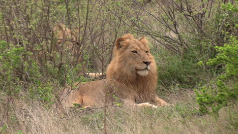 Young-male-lion-rests-on-grass-by-bushes,-gets-up-and-walks-away