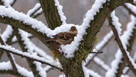 two birds in a snowy nest