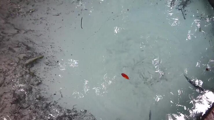 natural phenomenon of bubbling spring of crystal-clear water in Amazon rainforest, Brazil