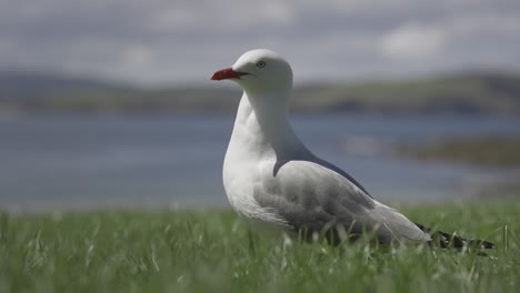 Red-billed-gull-standing-in-green-coastal-grass-field-in-New-Zealand