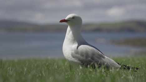 red billed gull standing in green coastal grass field in new zealand