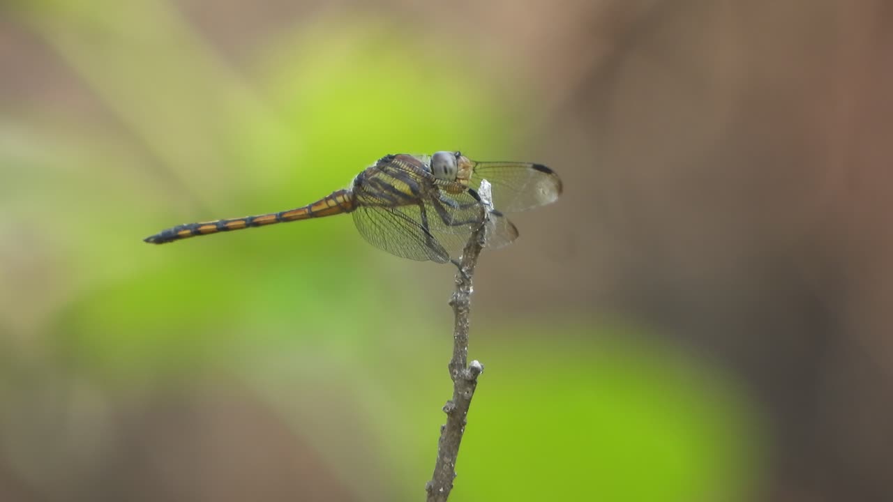 Bella libellula nel vento.