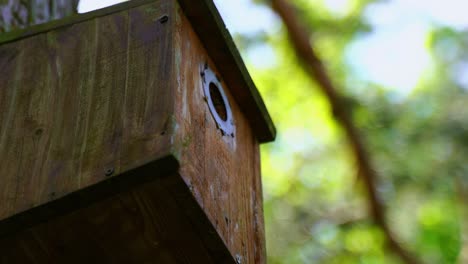 Die-Meise-Fliegt-In-Eine-Meisenkiste-Am-Baum,-Füttert-Die-Kinder-Und-Fliegt-Wieder-Heraus