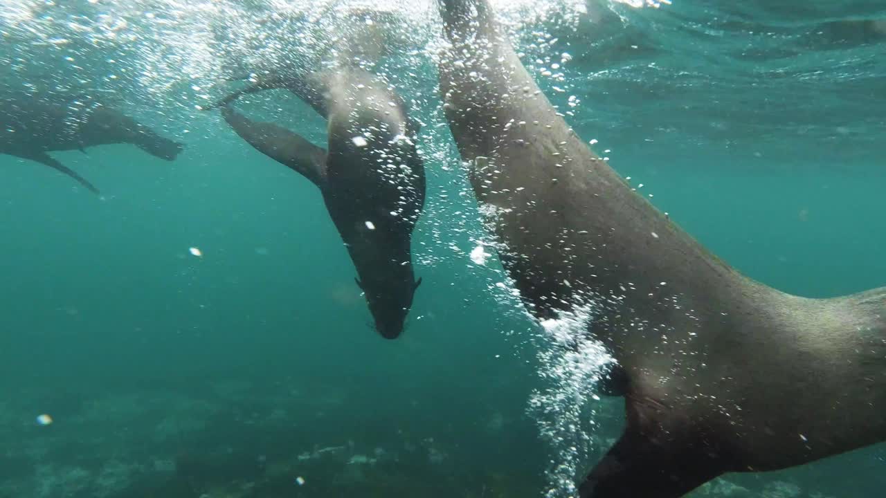 Un cucciolo di leone marino curioso passa, Hout Bay, Sudafrica.