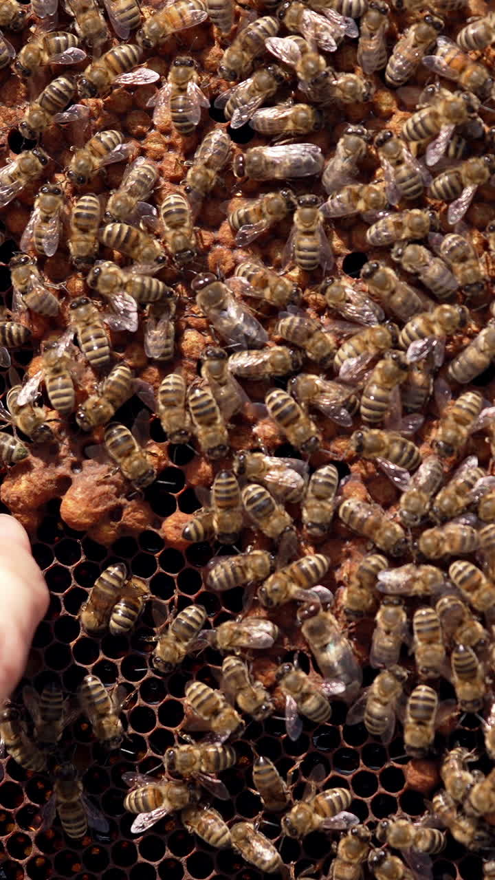Bees moving on frame background. Bare hand of a beekeeper touching bees that are crawling on honeycombs. Apiculture concept. Vertical video