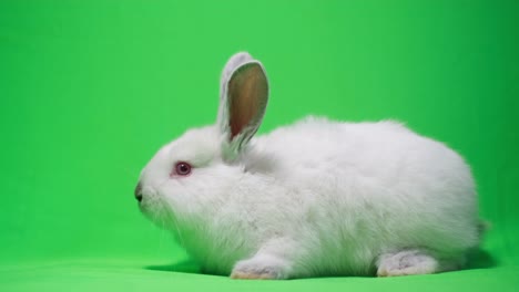 white rabbit on green screen