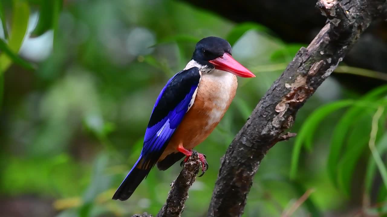 черношапочный зимородок с красной, как конфета, головой и черным колпачком водится в таиланде и других странах азии