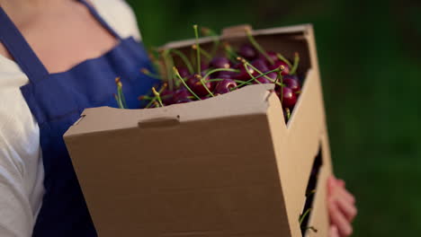 farmer show cherry box. agribusiness owner hands holding berry crate in garden.