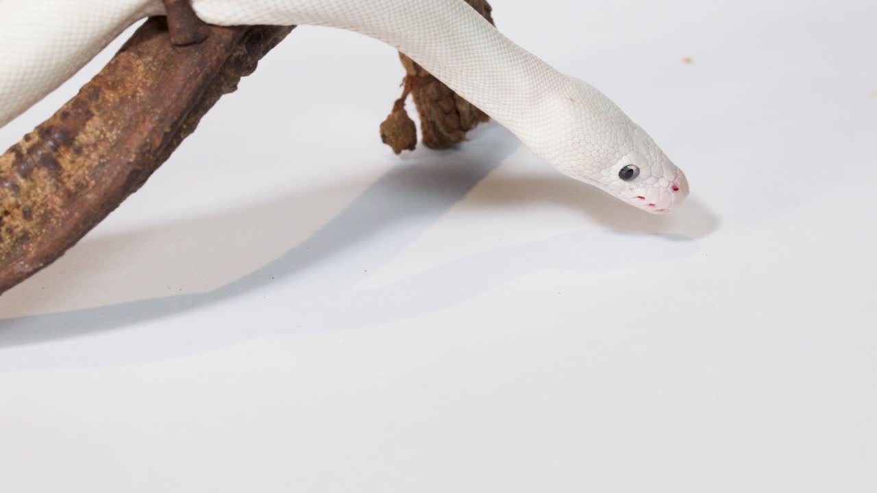 Un serpent blanc albinos rampe lentement le long d’une branche en bois courbée dans un studio lumineux.