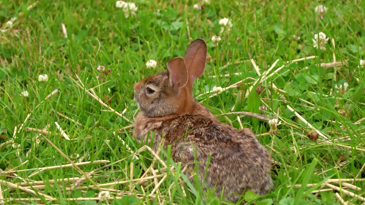 Hare in the wild, in a grass . Wild cottontail rabbit with its ears up. alert mode