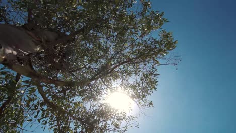 sol de verano entre las hojas de los árboles