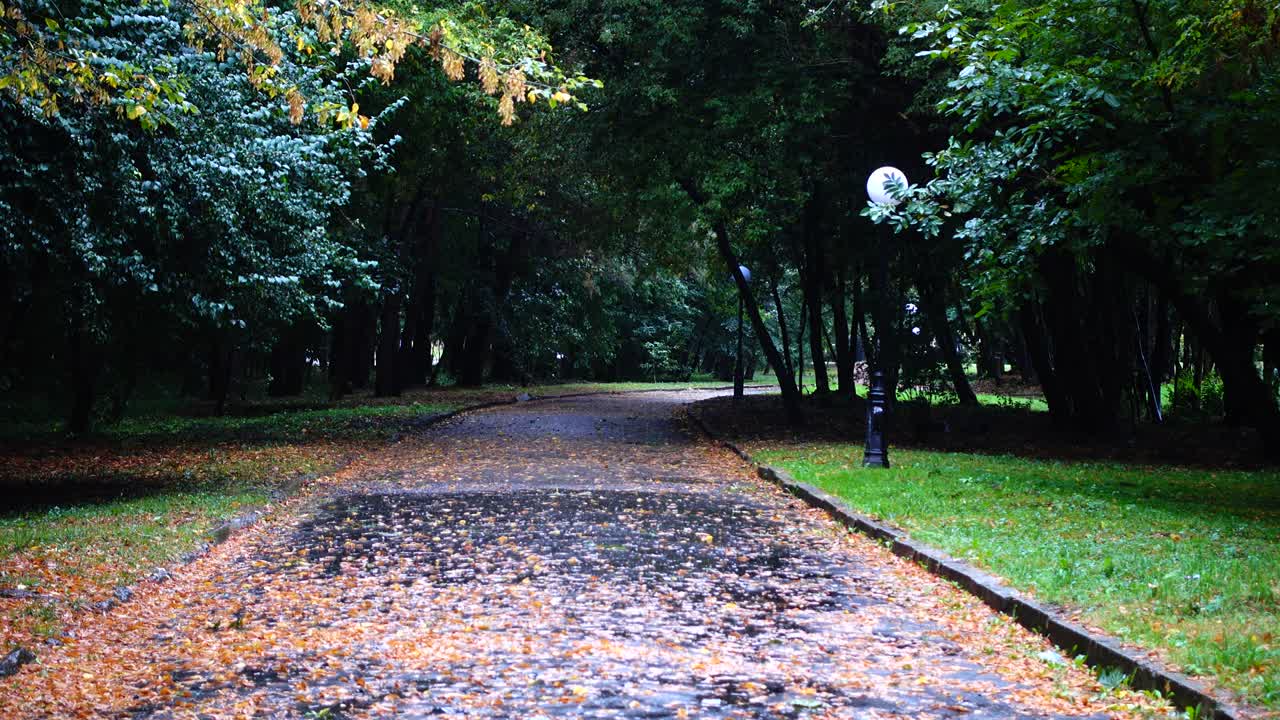 비가 내리는 가을 공원에서 은 도로. 은 아스팔트 위에 가을 잎.