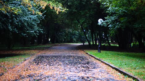 camino mojado en el parque de otoño durante la lluvia. hojas de otoño en el asfalto mojado.