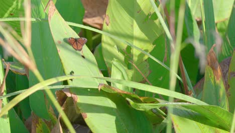 Aleteo-De-Mariposas-En-La-Hoja-En-Los-Everglades-Del-Sur-De-Florida