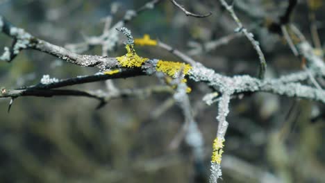 a tree branch with a bokeh background