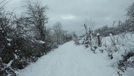 empty forest road covered with fresh snow, light dusting across leave less trees