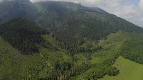 aerial: forest trees and pasture in mountain summit landscape