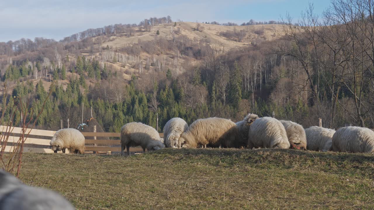 valais blacknose ovejas pastando ladera de la montaña