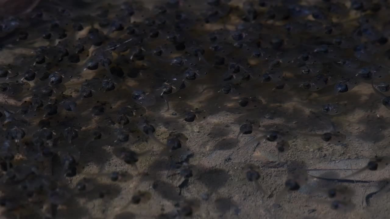 유충 단계의 양서류 새끼, 맑은 물에서 기복 운동을 하는 올챙이 또는 물갈비, 주변 조명이 점차 밝아집니다.