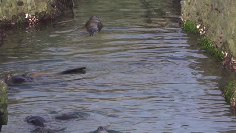 Lustige-Pelzrobben-Schwimmen-Und-Treiben-Kopfüber-In-Engen-Felsmulden