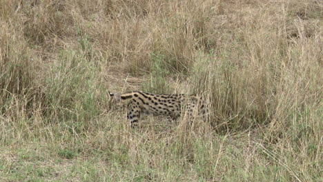 serval juvenile looking around and walking through high grasses