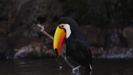 close up shot of a common toco toucan, ramphastos toco perched on a wooden brach, bill wiping with its claw to clean and polish its beautiful giant bill at dusk in freshwater stream environment