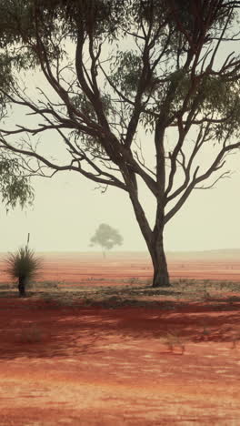 lonely tree in the australian outback