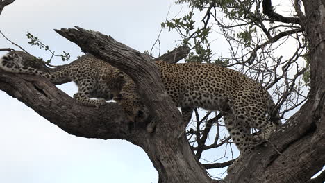 a female leopard and her cub in a tree, dropping a piece of prey