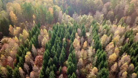 overhead top view of colorful trees in autumn