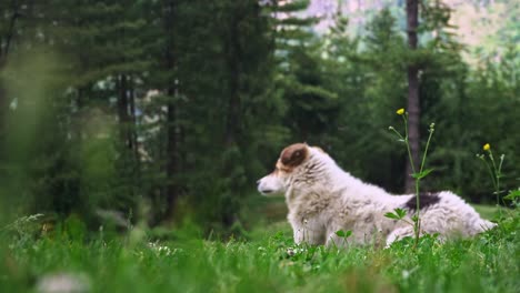 A-white-himalayan-dog-enjoying-in-a-natural-environmental-setting