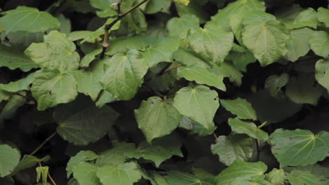 pan of native new zealand kawakawa plant