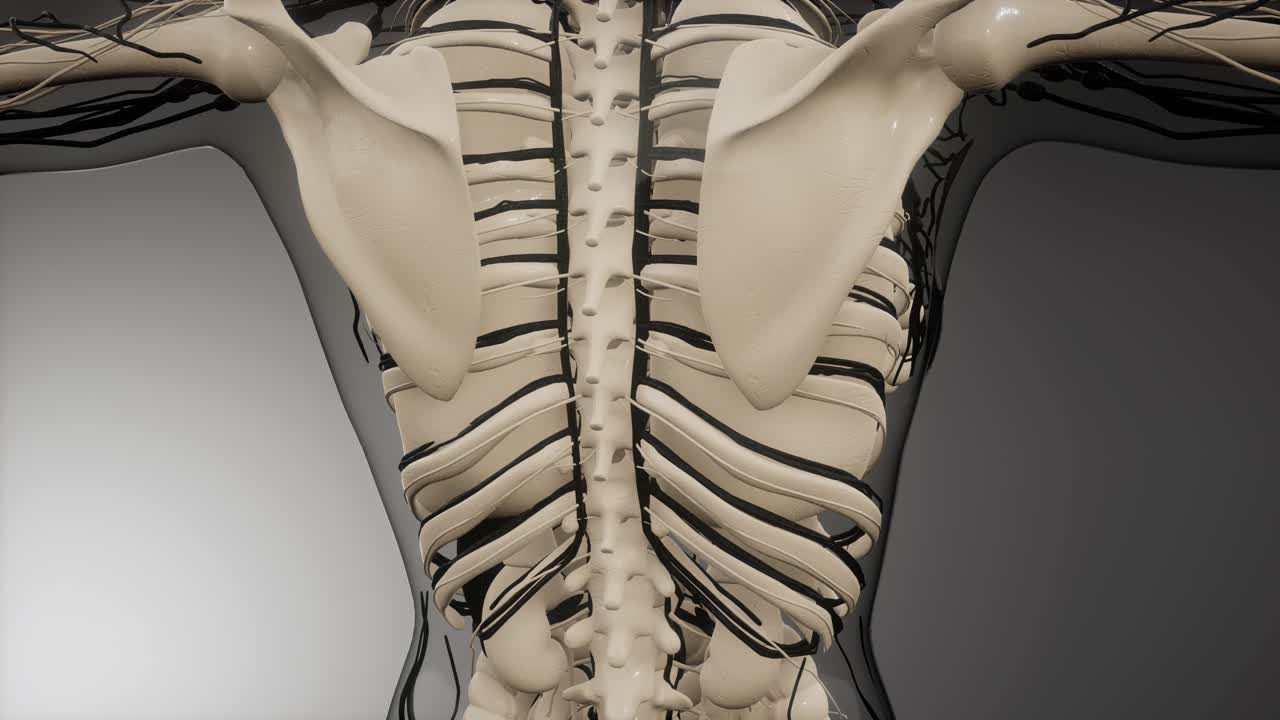 vasos sanguíneos del cuerpo humano