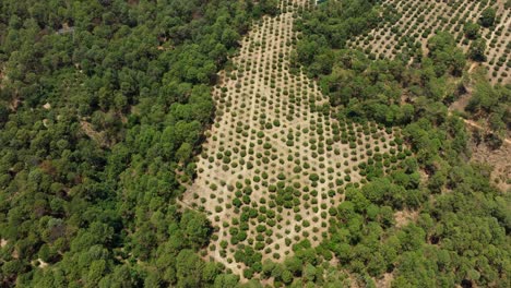 Drone:-Finca-De-Aguacate-En-Michoacan-Mexico