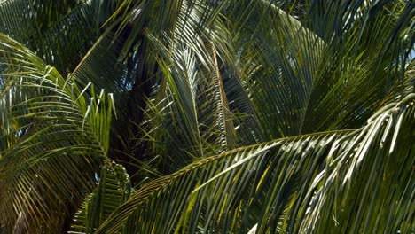 Cerrar-Vista-Aislada-De-Cocoteros-Soplando-En-La-Brisa-Tropical