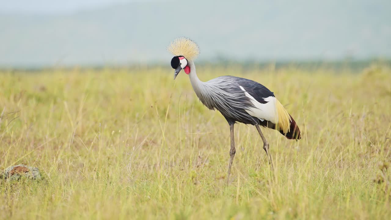 fotografía en cámara lenta de grullas coronadas grises que pastan en altas praderas aves silvestres africanas en la reserva nacional de masai mara, kenia, áfrica animales de safari en la reserva norte de masai mara