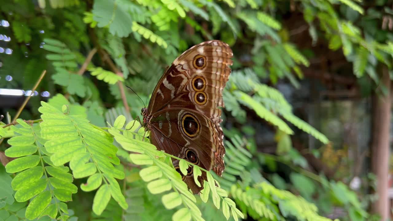 una mariposa con un patrón especial se sienta en una planta