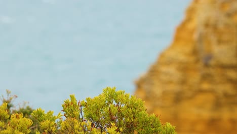 a tranquil scene of lush greenery against a backdrop of ocean and cliffs, captured in natural daylight