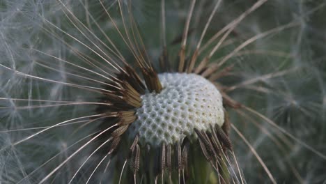 closeup of dandelion seeds. england. uk