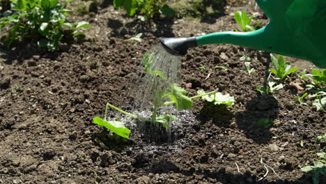 regando una planta de pepino.