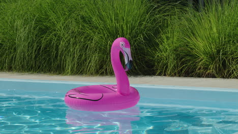 el flamenco rosado flota en la piscina.