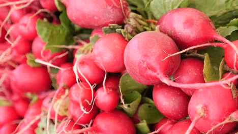 fresh red radishes