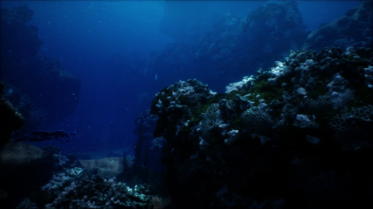 깊은 수중 산호초