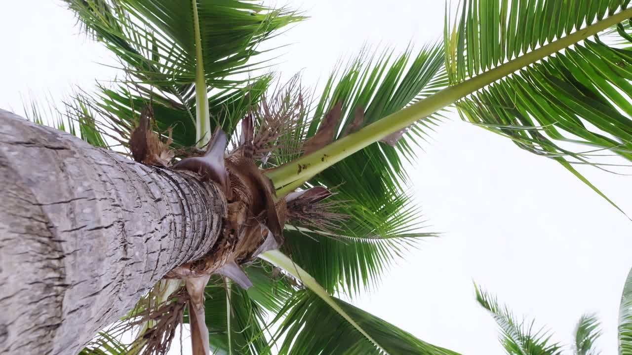Explore the towering beauty of a coconut tree from a unique ground-up perspective in a sunny tropical paradise.