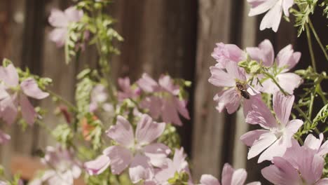 bee is busy collecting pollen from pink wildflower