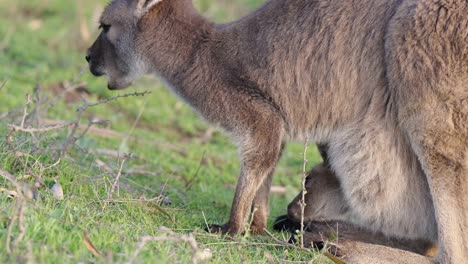 closeup of a mother kangaroo and her joey