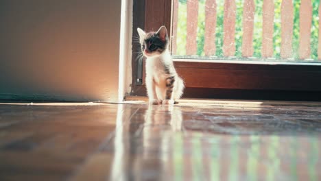 a little curious kitten sitting in a sunlight near the balcony door